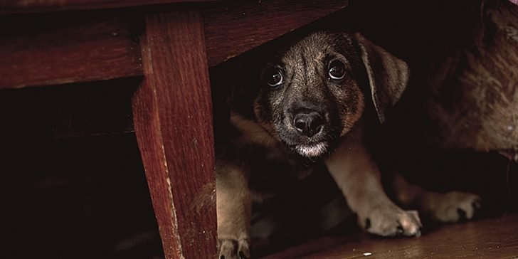 Mascotas y la pirotecnia. Que hacer para hacer sentir a nuestros amigos peludos seguros.