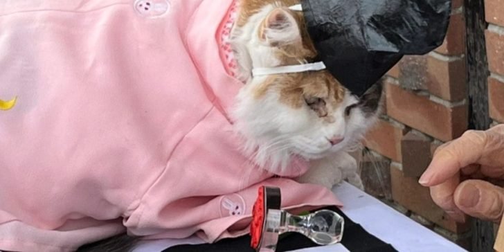 Un Gato fue bautizado como sacerdote de un santuario en Japón y se le organizó una espectacular ceremonia.