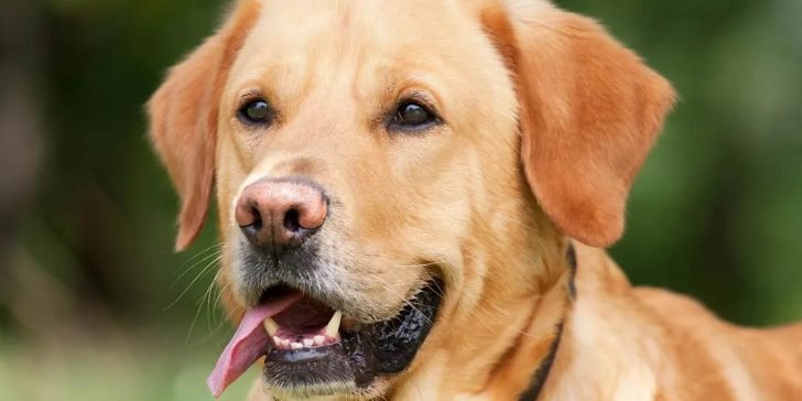 Labrador Retriever: La raza de perro más popular que existe en el mundo entero.