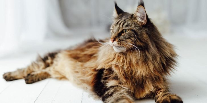 Las razas de gatos más adorables que existen. Querrás tenerlos a todos en casa.