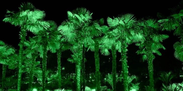 ¿Plantas que brillan en la oscuridad? Nueva Invención científica.