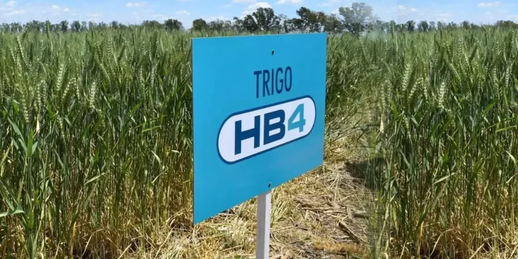 Trigo Transgénico HB4: un nuevo cultivo que amenaza el medio ambiente y la salud.