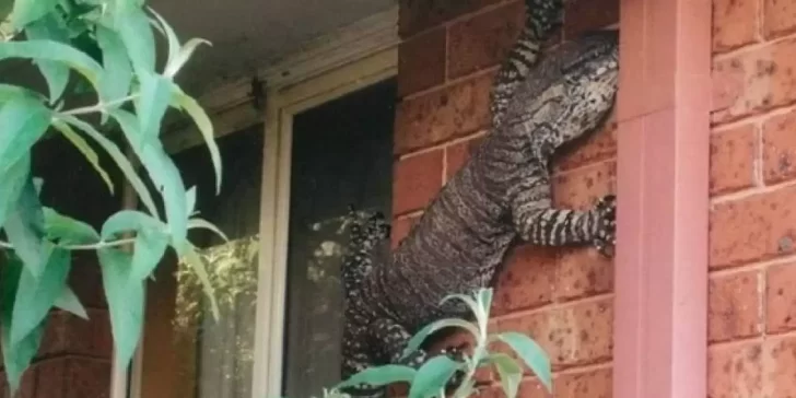 Australia, el hermoso país que se vuelve peligroso debido a su fauna.