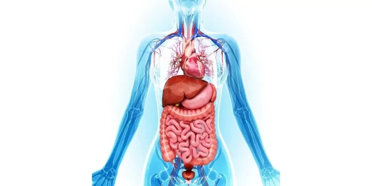 Curiosidades y datos de el cuerpo humano que seguramente no conocías.