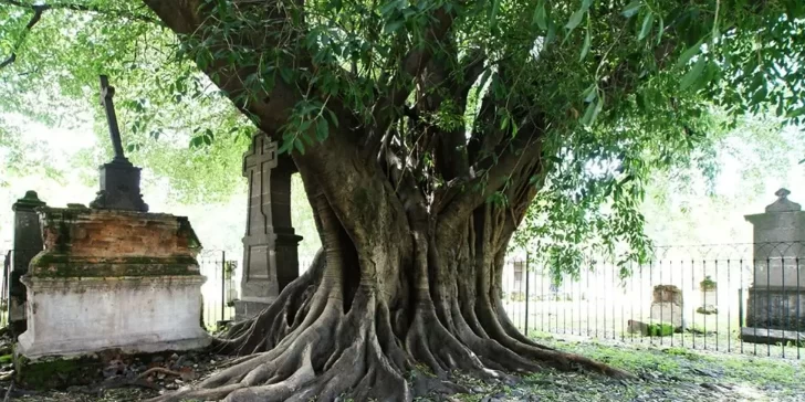 El Árbol del Vampiro, la escalofriante leyenda mexicana que cuenta de la existencia de vampiros en México.