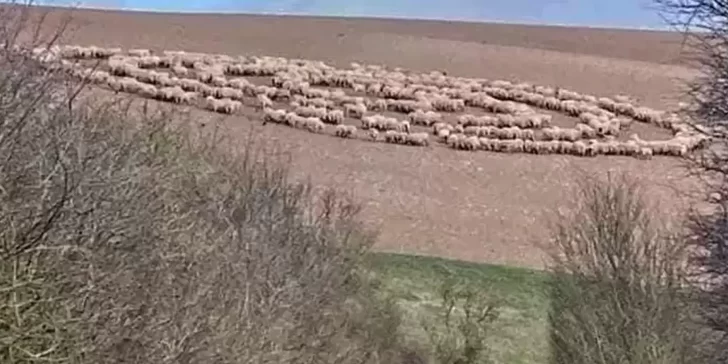 Cientos de animales de diferentes especies actúan de forma extraña. Están caminando en círculos por días.