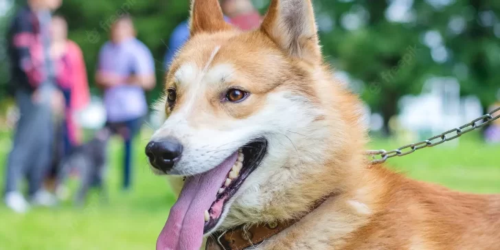 Laika de Siberia Oriental: la raza perfecta para aventuras y vida al aire libre