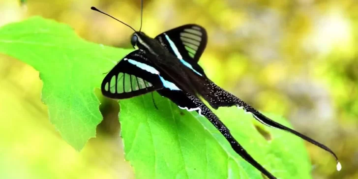 Mariposa Cola de Dragón verde, una belleza que parece de cuento de hadas.