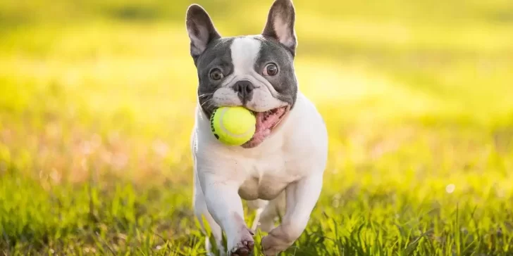 Por qué el bulldog francés es una raza perfecta para familias con niños