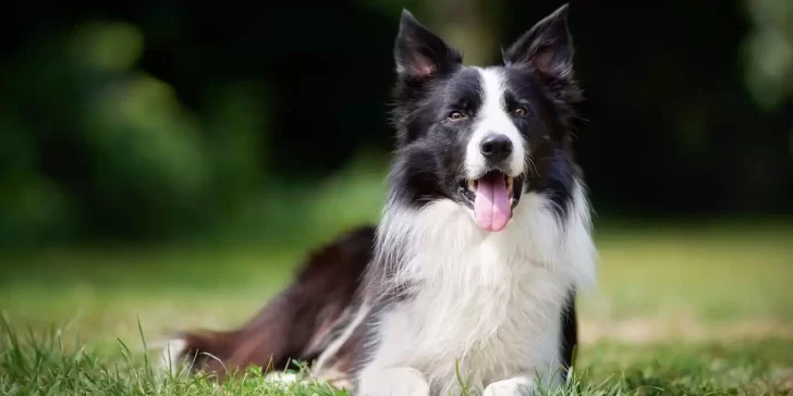 Border Collie, la raza de perros más inteligente del mundo.