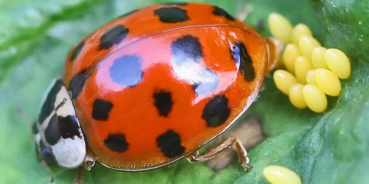 Mariquitas, las controladoras biológicas de otros insectos. Conoce su importancia en los ecosistemas.