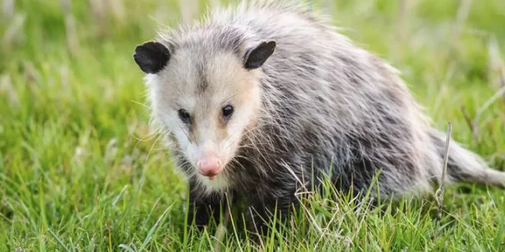 Zarigüeya, el marsupial controlador de plagas e inmune al veneno de serpientes.