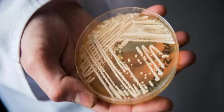 Candida Auris, el hongo potencialmente mortal que tiene en alerta al mundo entero.