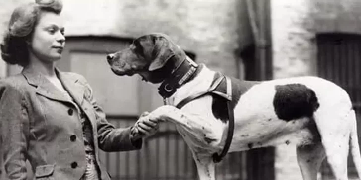 Judy, la perrita heroína que salvo a muchos soldados durante la Segunda Guerra Mundial