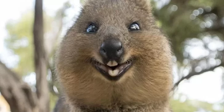 Quokka, conoce a esta adorable criatura considerada el animal más feliz del mundo.