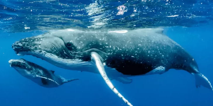 Animales que ya no se encuentran en peligro de extinción.