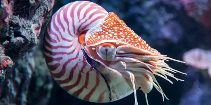 Nautilo, un fósil viviente que aún habita las profundidades de nuestros océanos.