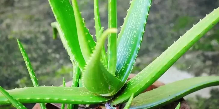 Sábila, una planta milagrosa. Conoce las propiedades de una de las suculentas más populares.