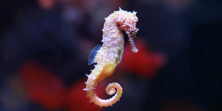 Caballitos de mar: Fascinantes criaturas marinas y sus características