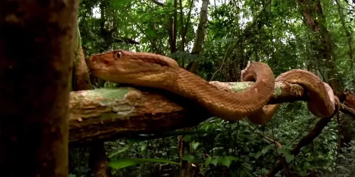 La Isla de Las Cobras: Un lugar enigmático habitado por serpientes venenosas