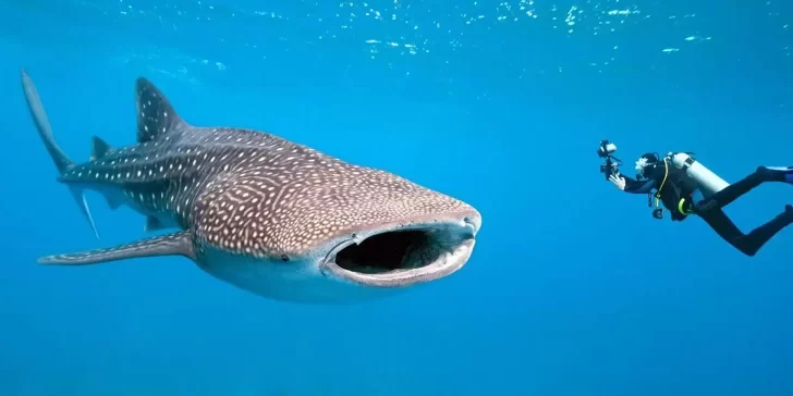 Tiburón Ballena, un gigante gentil el omnívoro más grande que existe en el mundo.