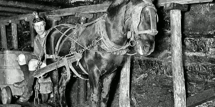 Pit Ponies: Los fantasmas de las minas de carbón de los que nadie habla.