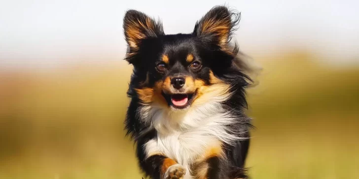 Chihuahuas: La Raza Canina Más Pequeña y Llena de Personalidad